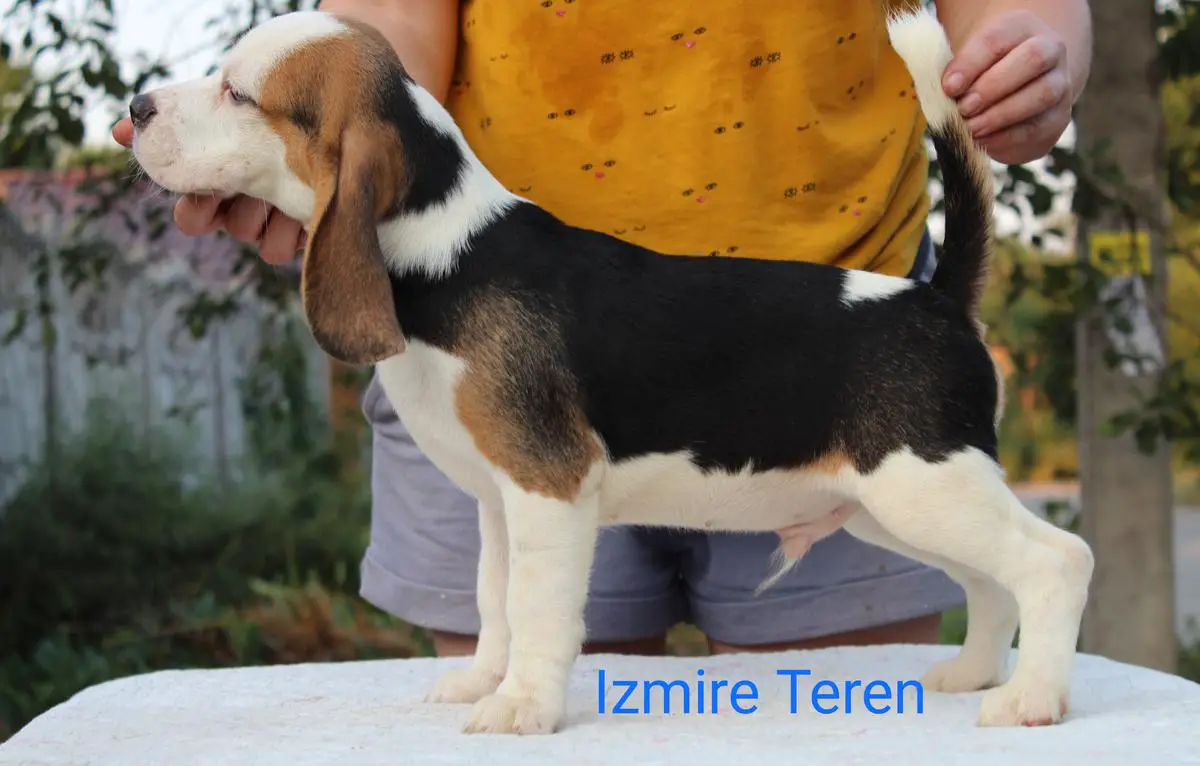 Izmire Teren