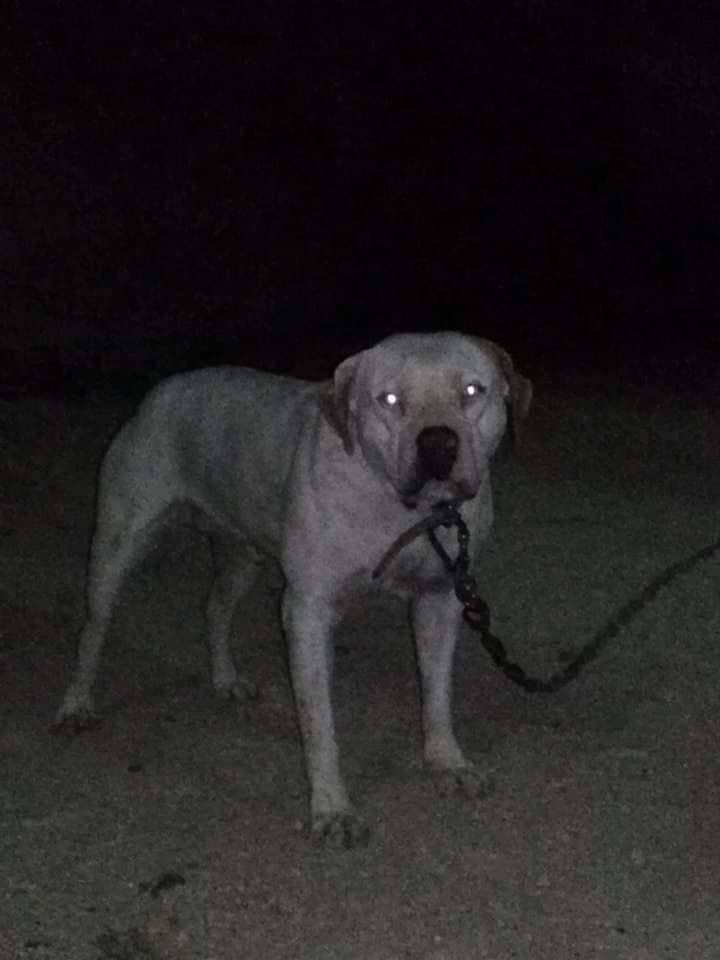 Rex vom alpha dogs kennel