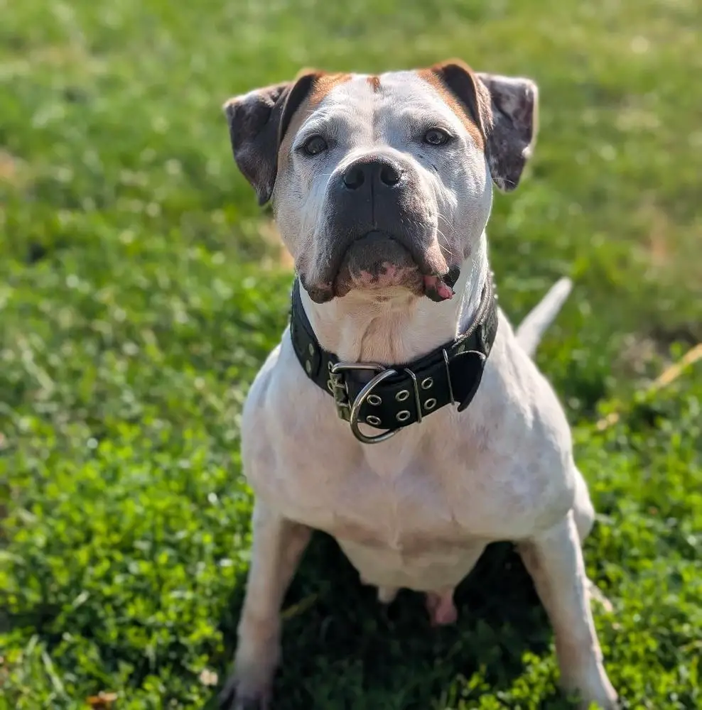 Revival's Solidarity Forever