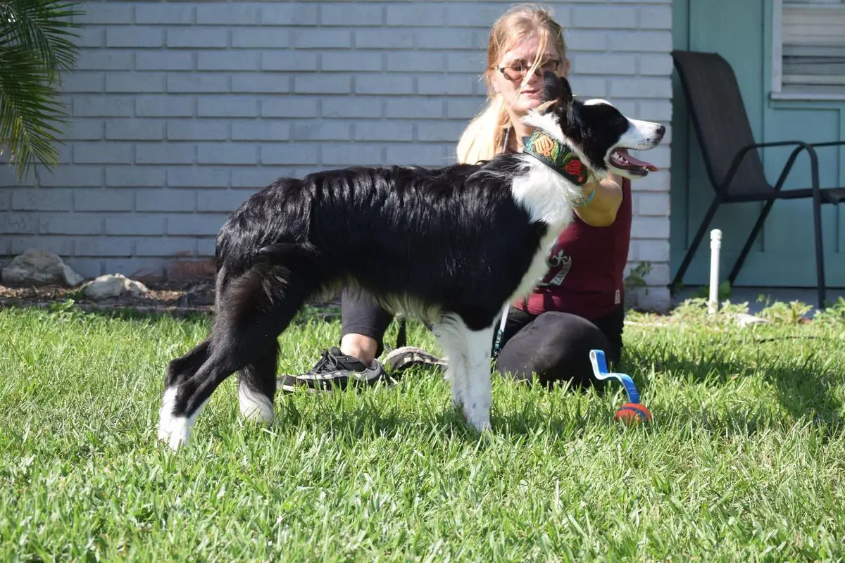 (ABC) I&F Balto Fynn / (AKC) Ice & Fire Stormbreaker