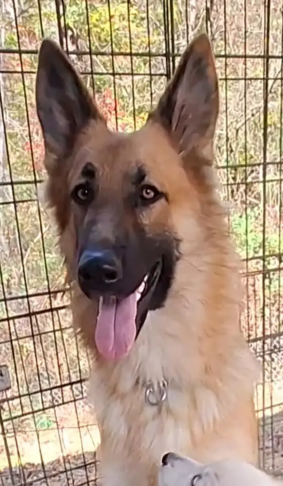 Ocoee Valley Nikita