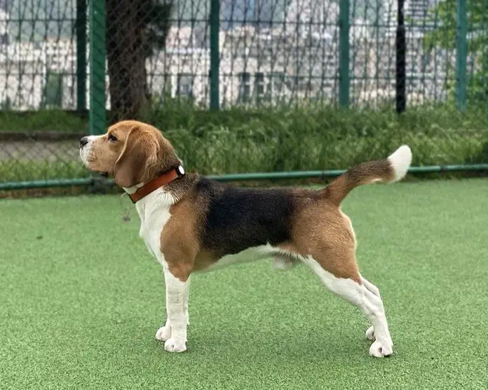 BEAGLE INN’S NEMO SHIA