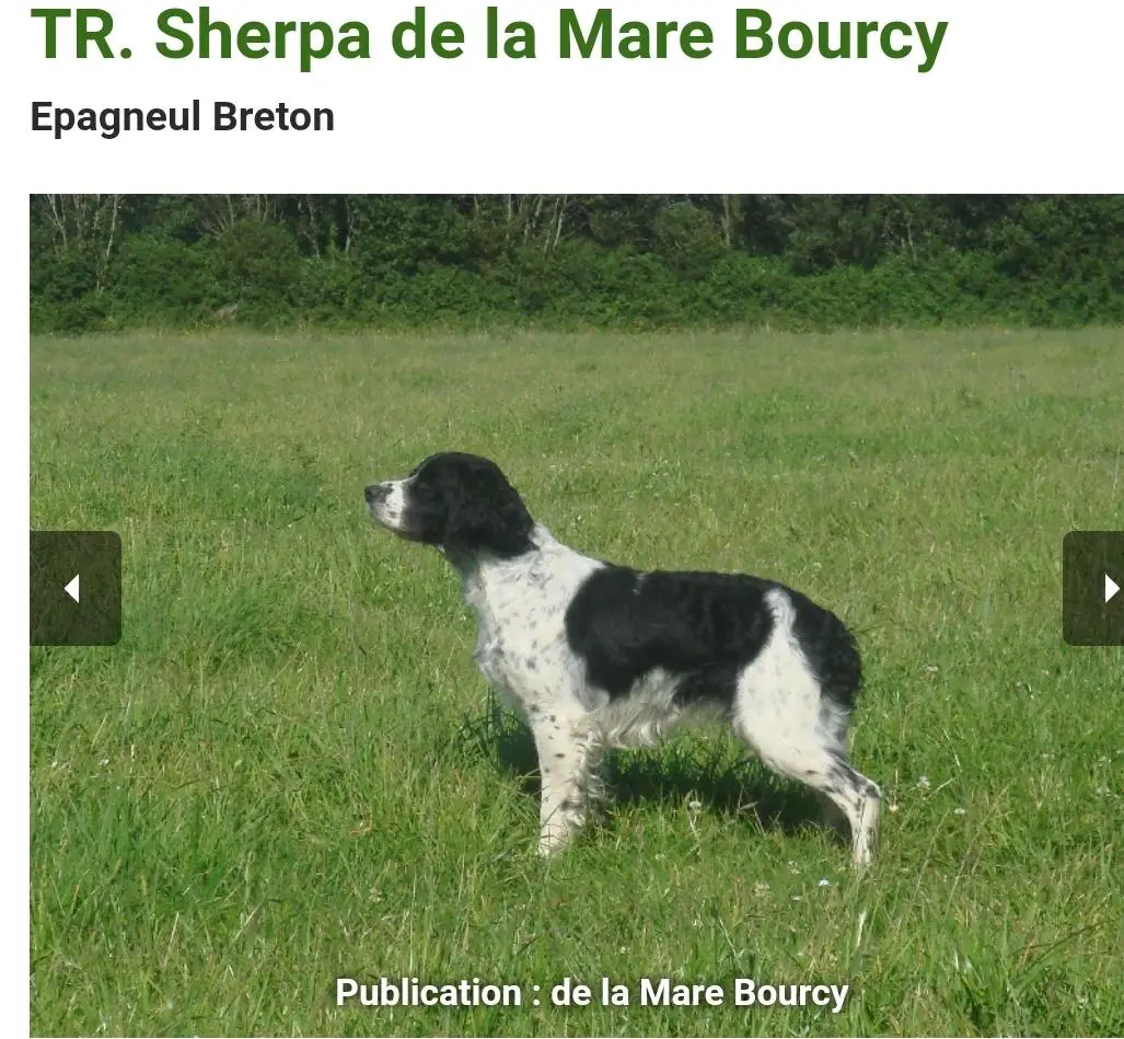 SHERPA de la Maree Bourcy