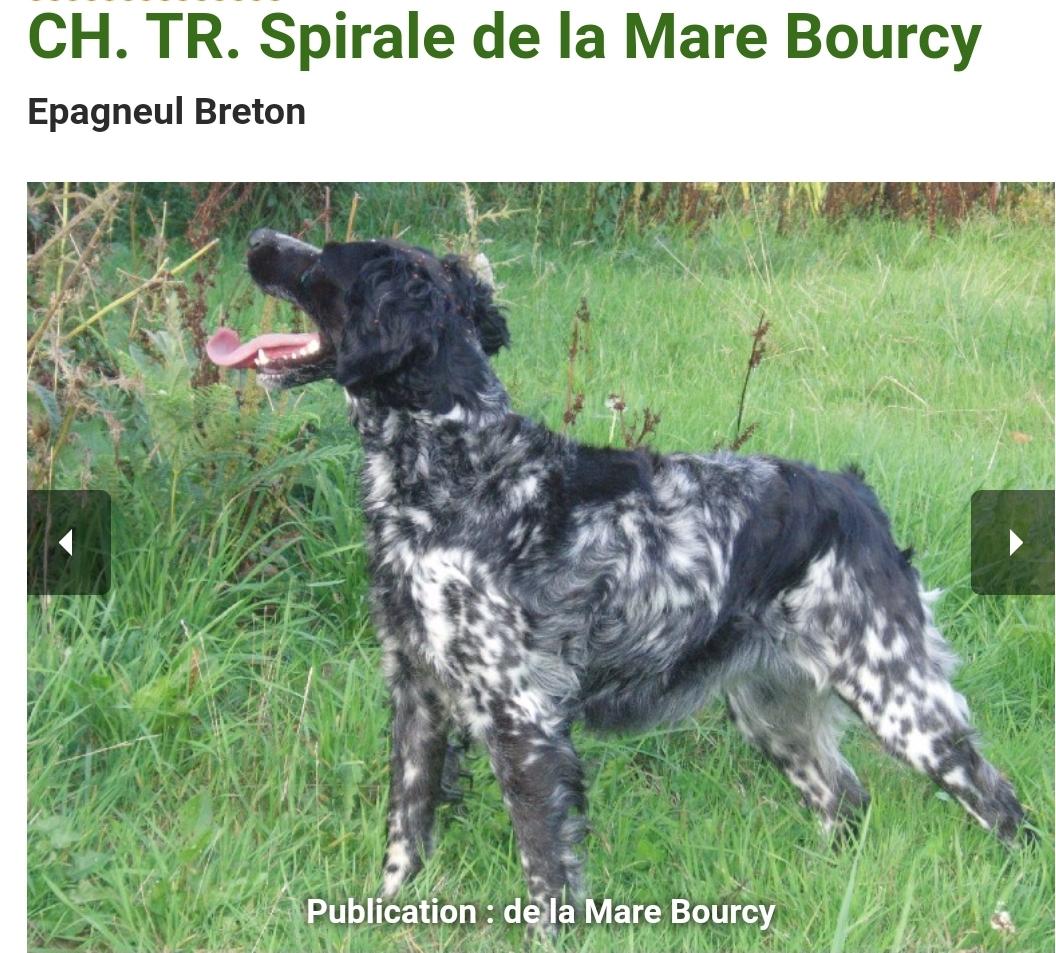 SPIRALE de la Maree Bourcy
