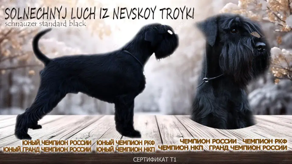 SOLNECHNYJ LUCH IZ NEVSKOY TROYKI