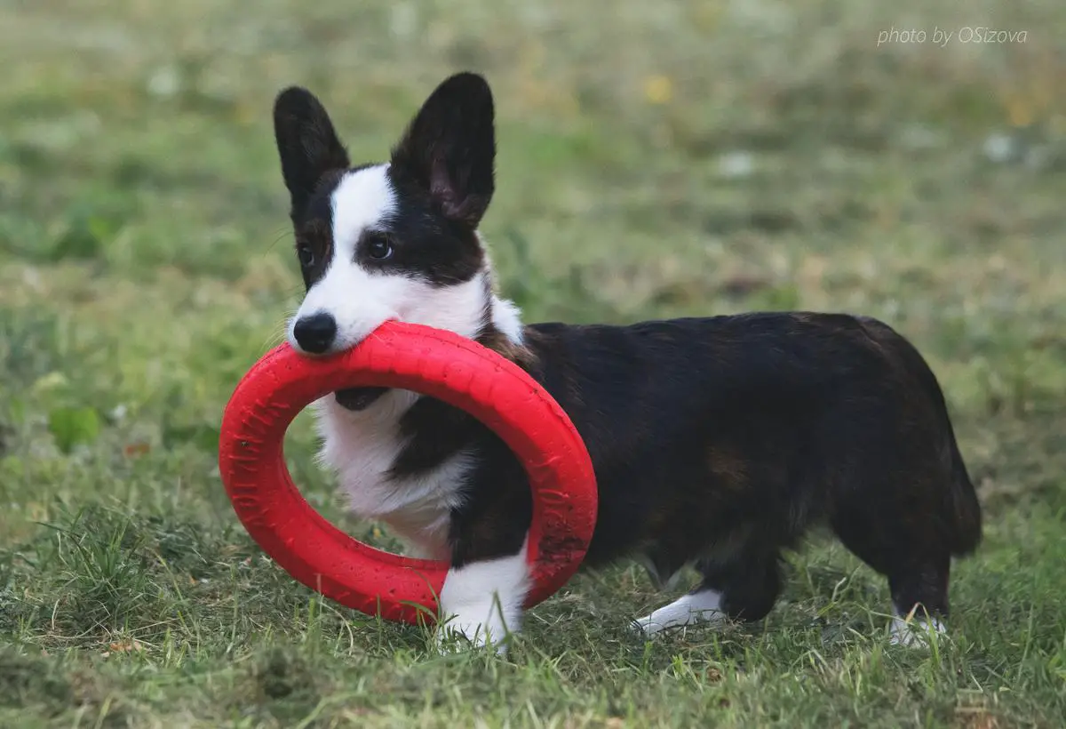 Corgi na Volge Make Me Happy