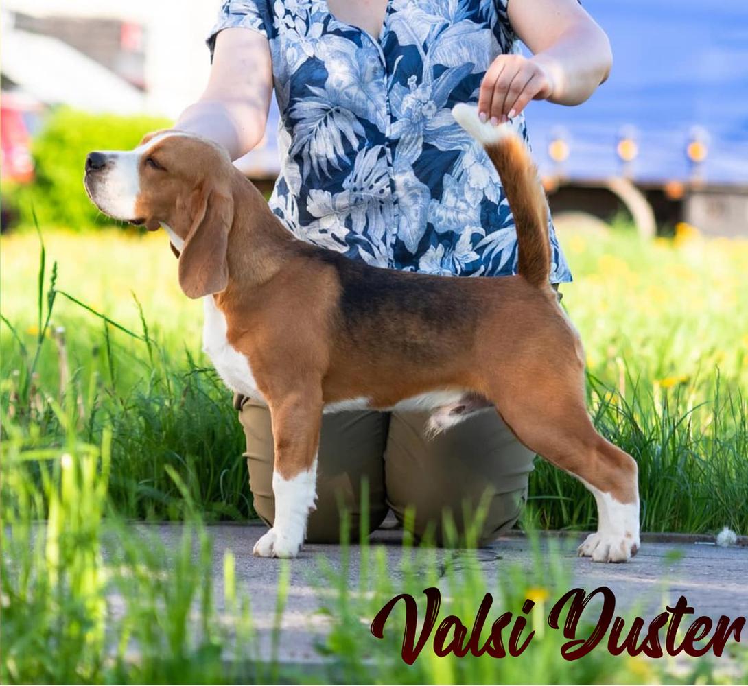 VALSI DUSTER