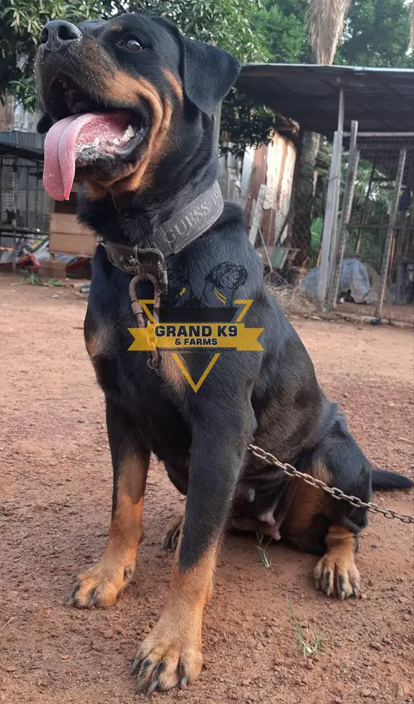 Queen of Divine Kennels