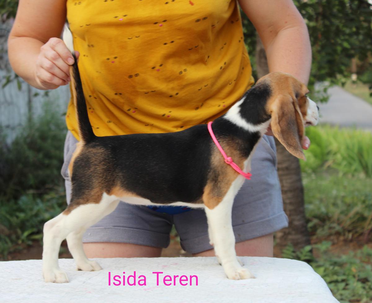 Isida Teren