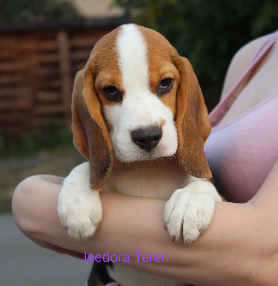 Isedora Teren