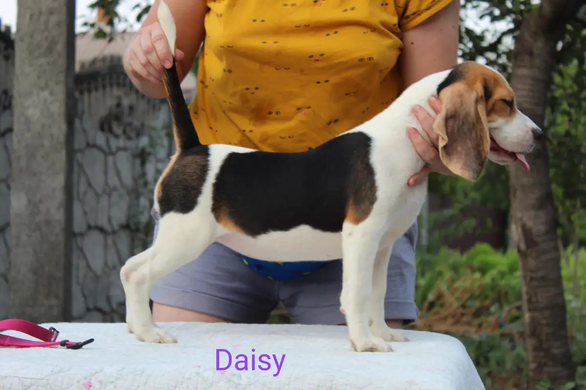 Daisy from Rebekka