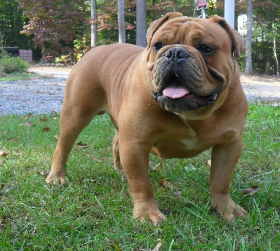 Full of Bull's Yogi