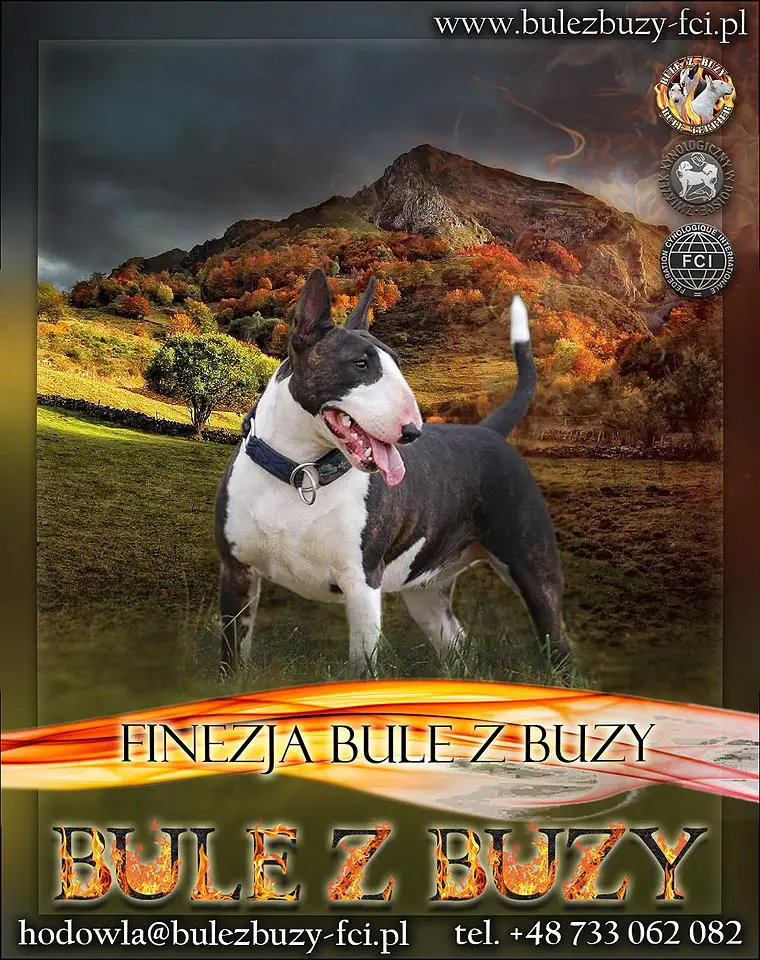 FINEZJA Bule z Buzy