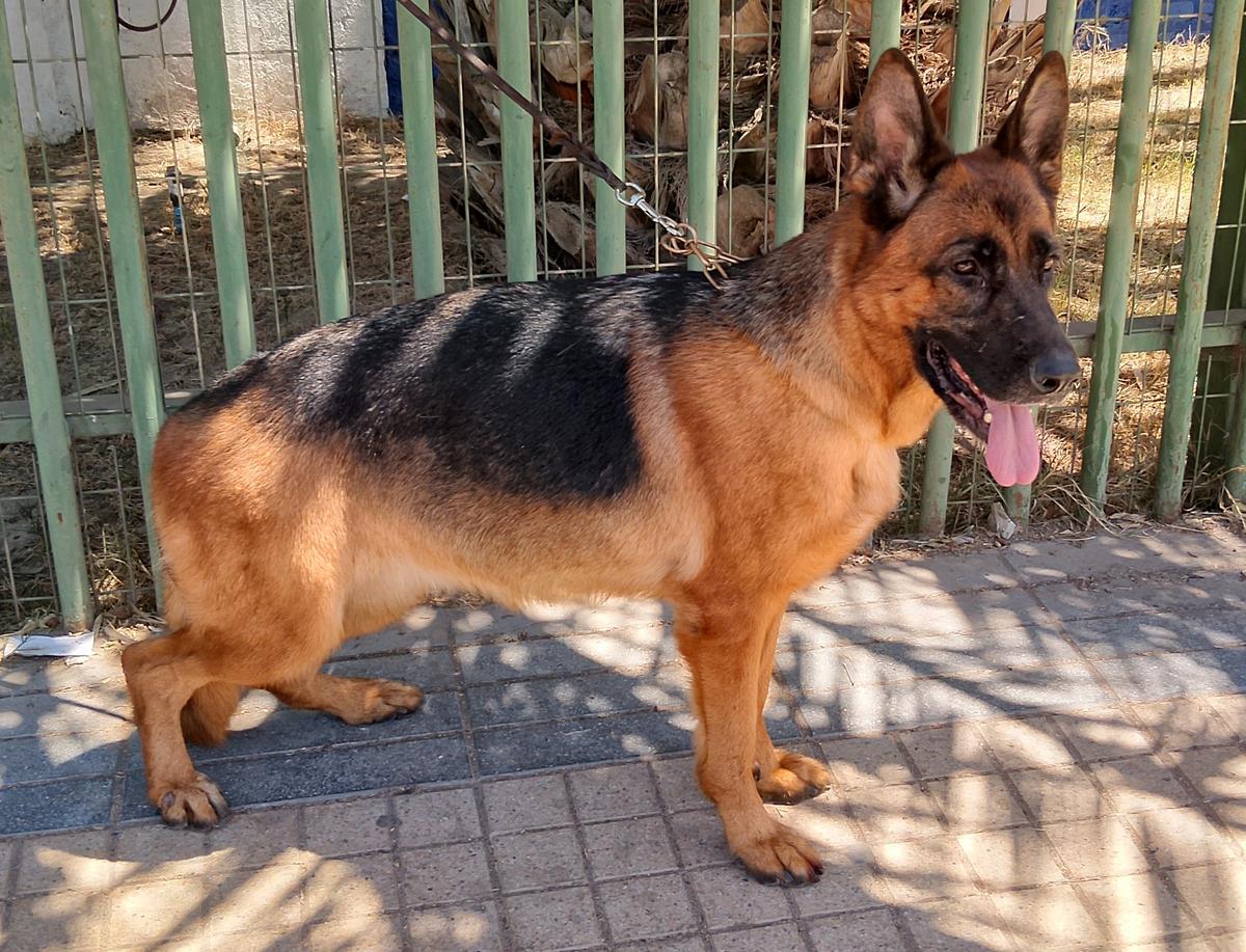 Torvi Von Der Herr-Chewy