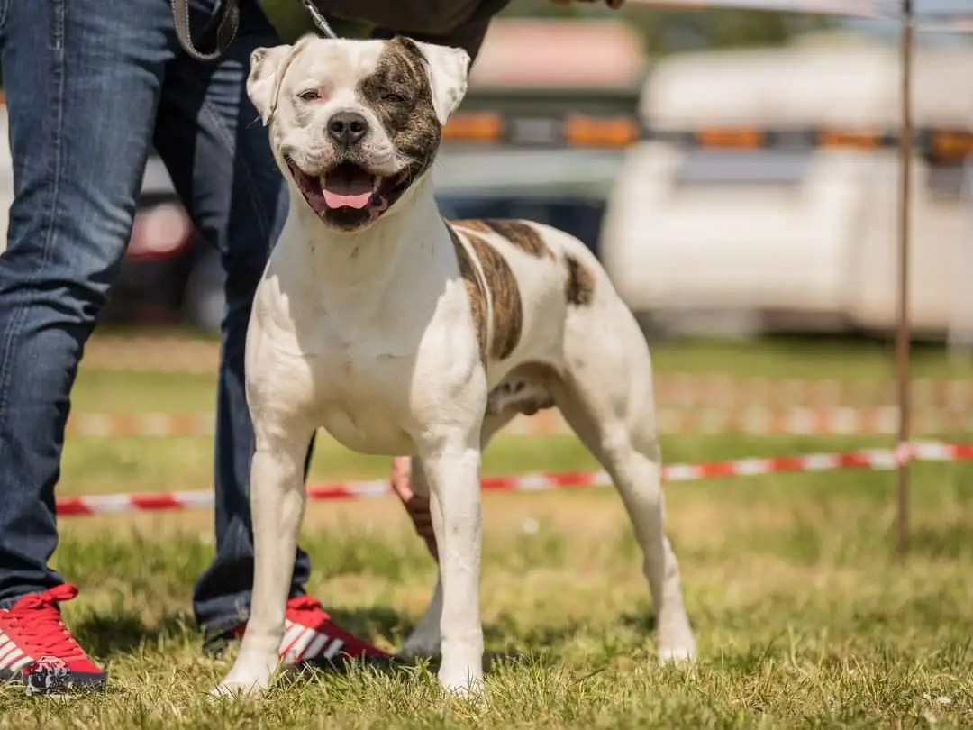 Loony Bulldogs Dr Strange