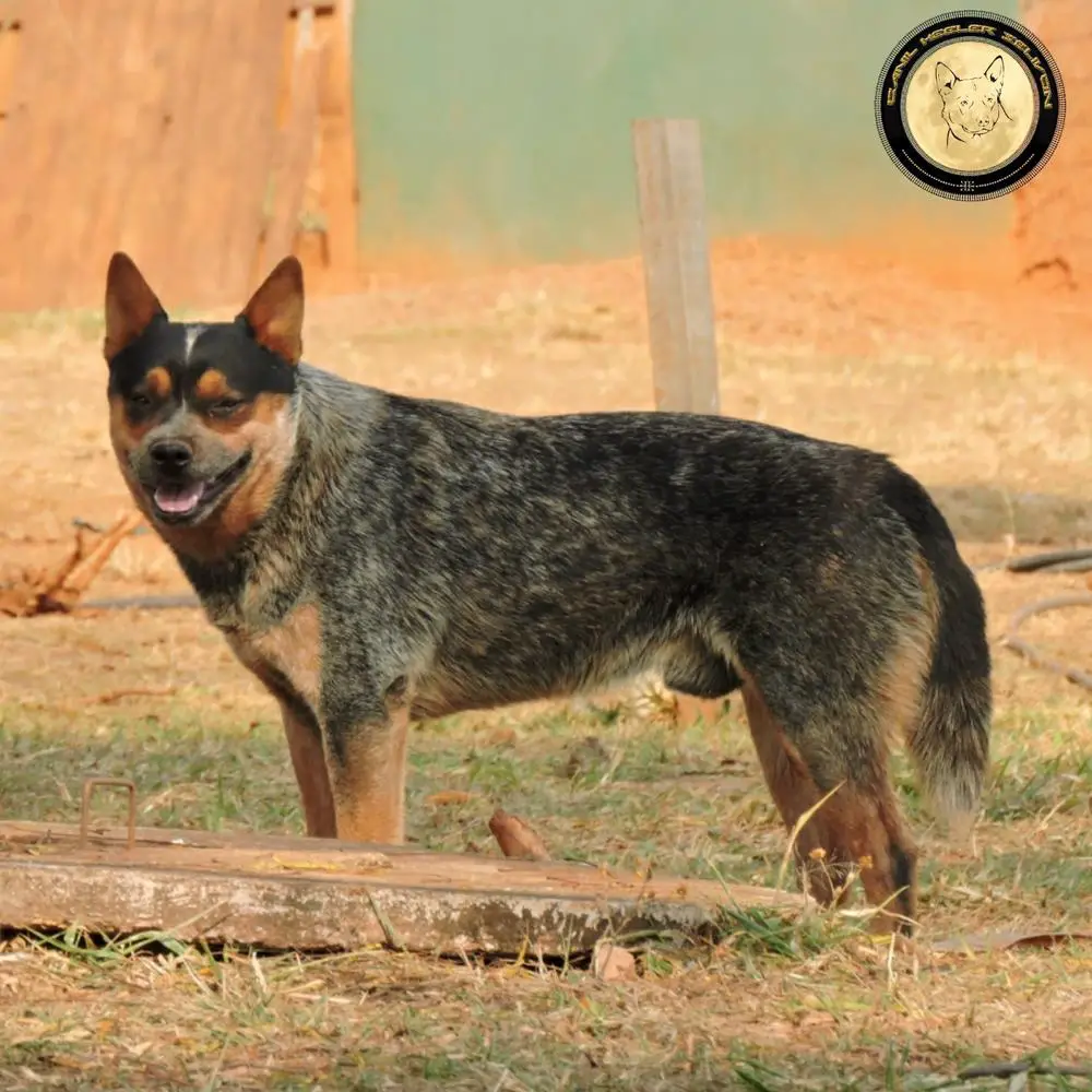 QUALITY HEELER'S PACCO II