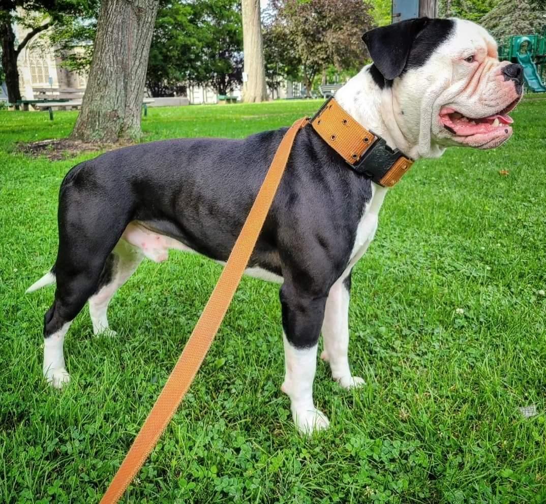 LABK'S Zion of Libberty Kennels