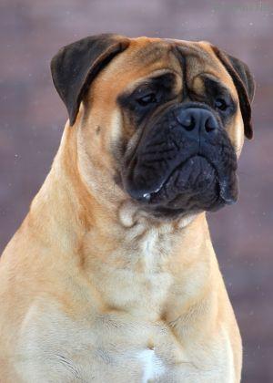 Imperia Rusbull Atom
