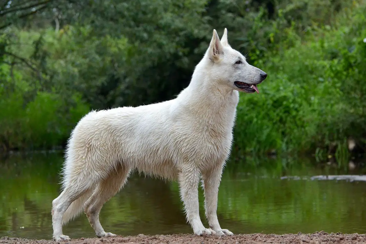 Vyatka Wolk Wassabi