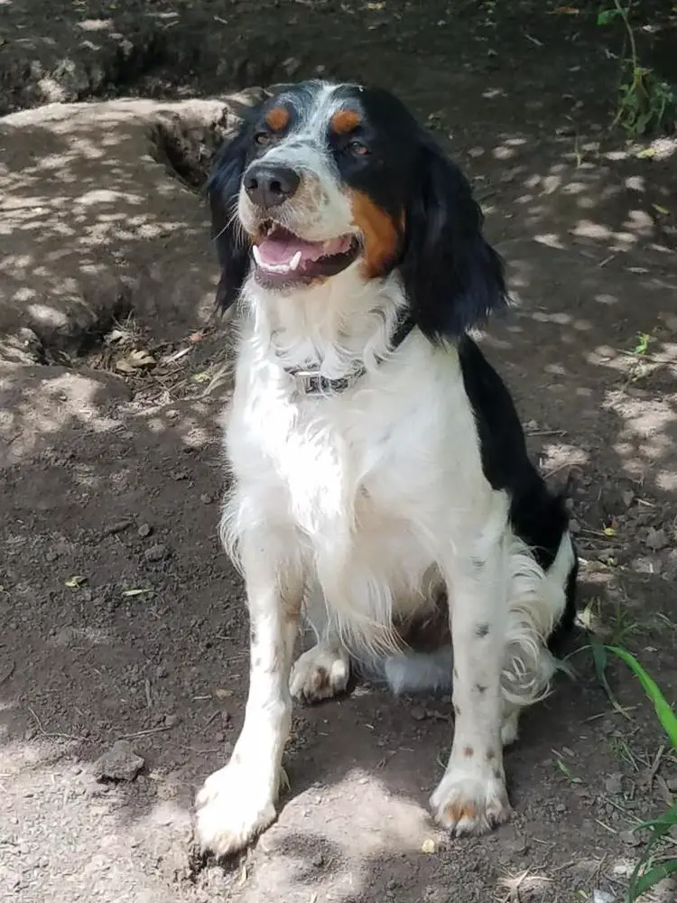 Little Dixie Ranch Diamond Jack