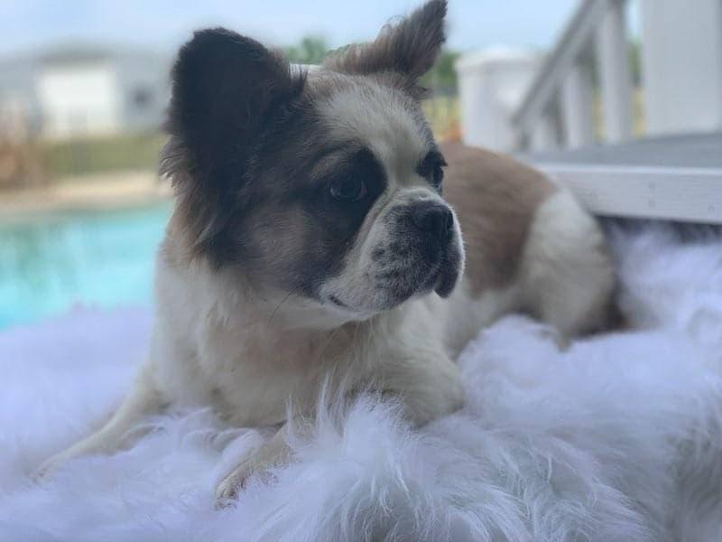 South'n Terr Frenchies Precious Panda