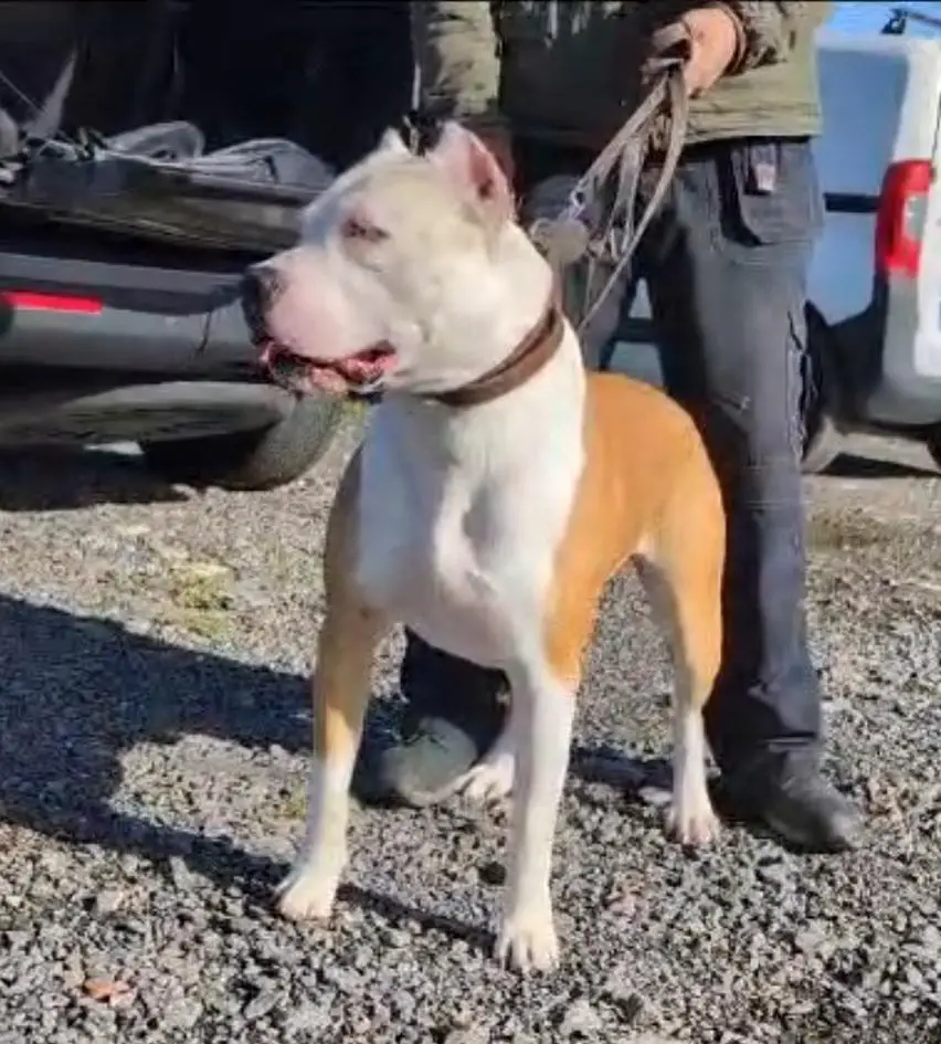Pharaoh