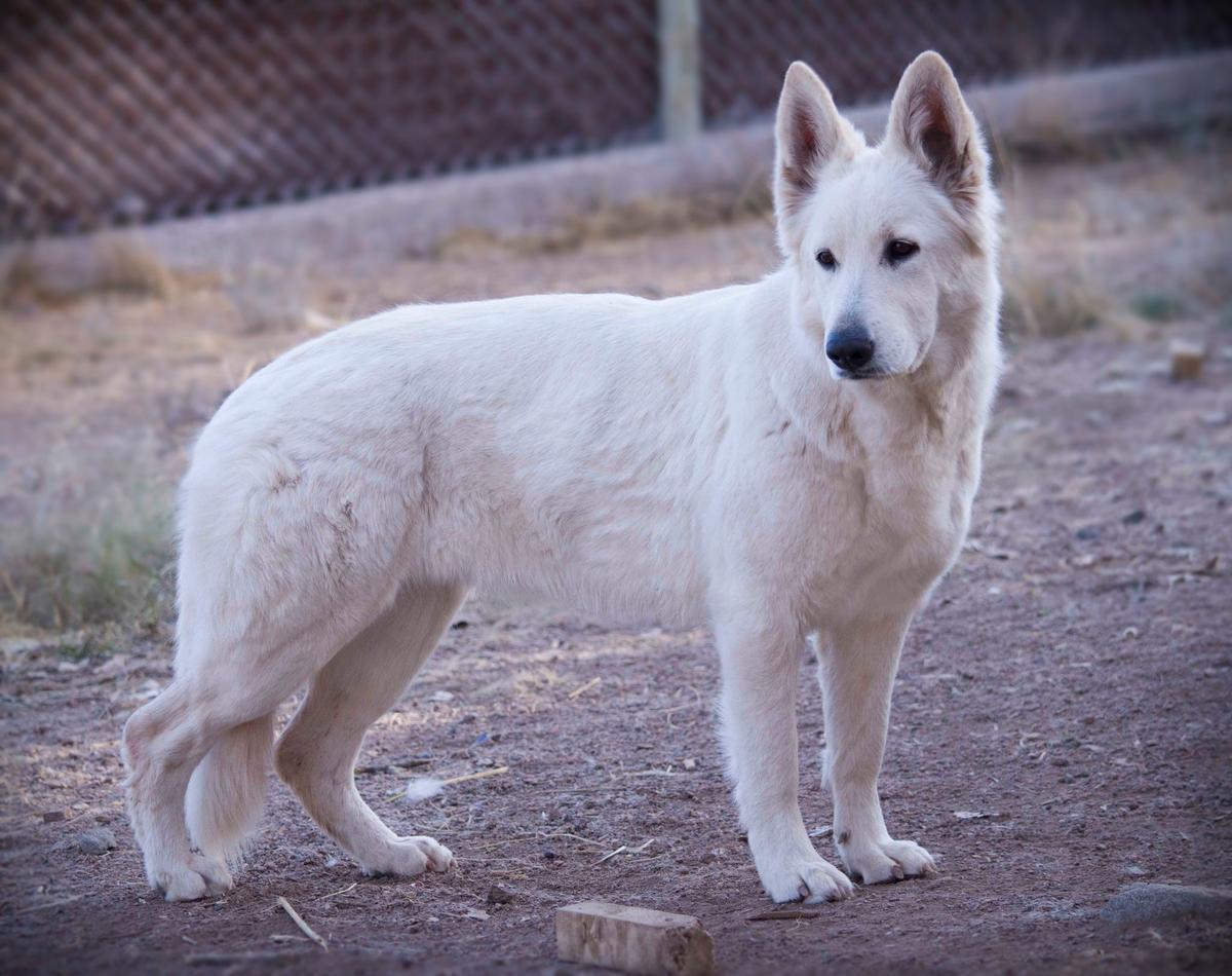 NEZUKO CHAN Mountain Wolves