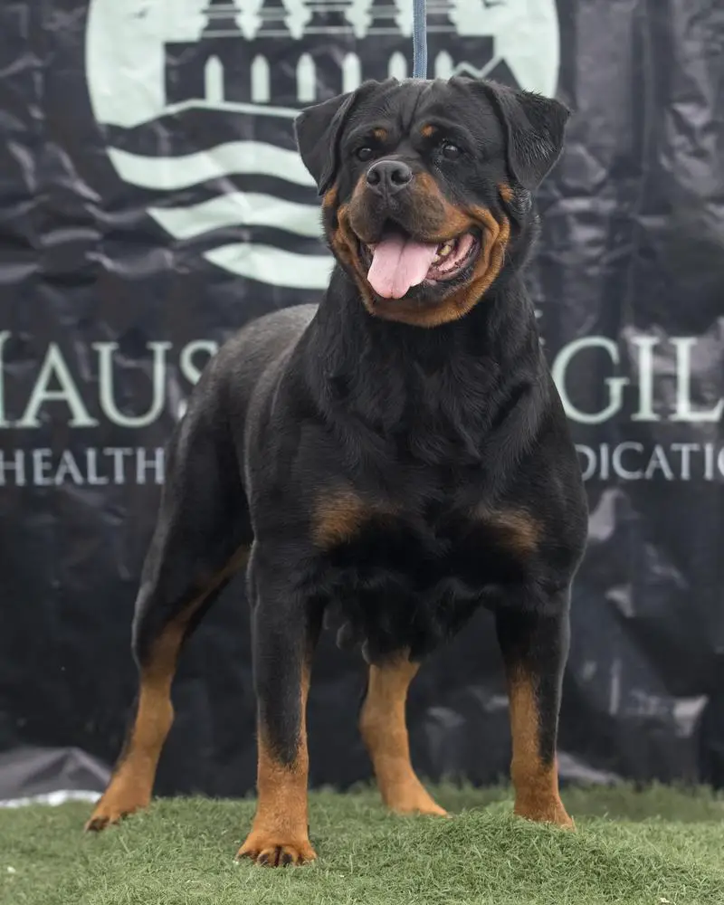 Dzeny rott kingdom