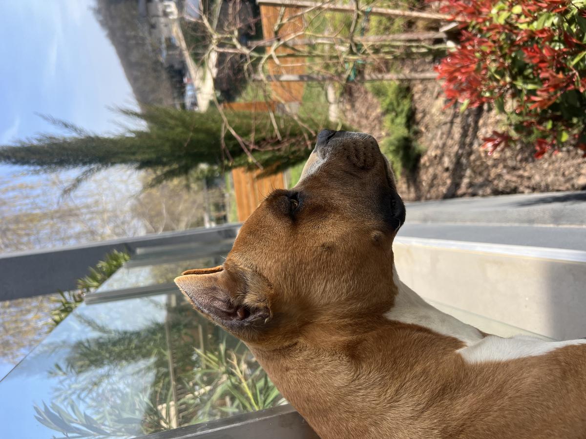 Backsas First Love Willow