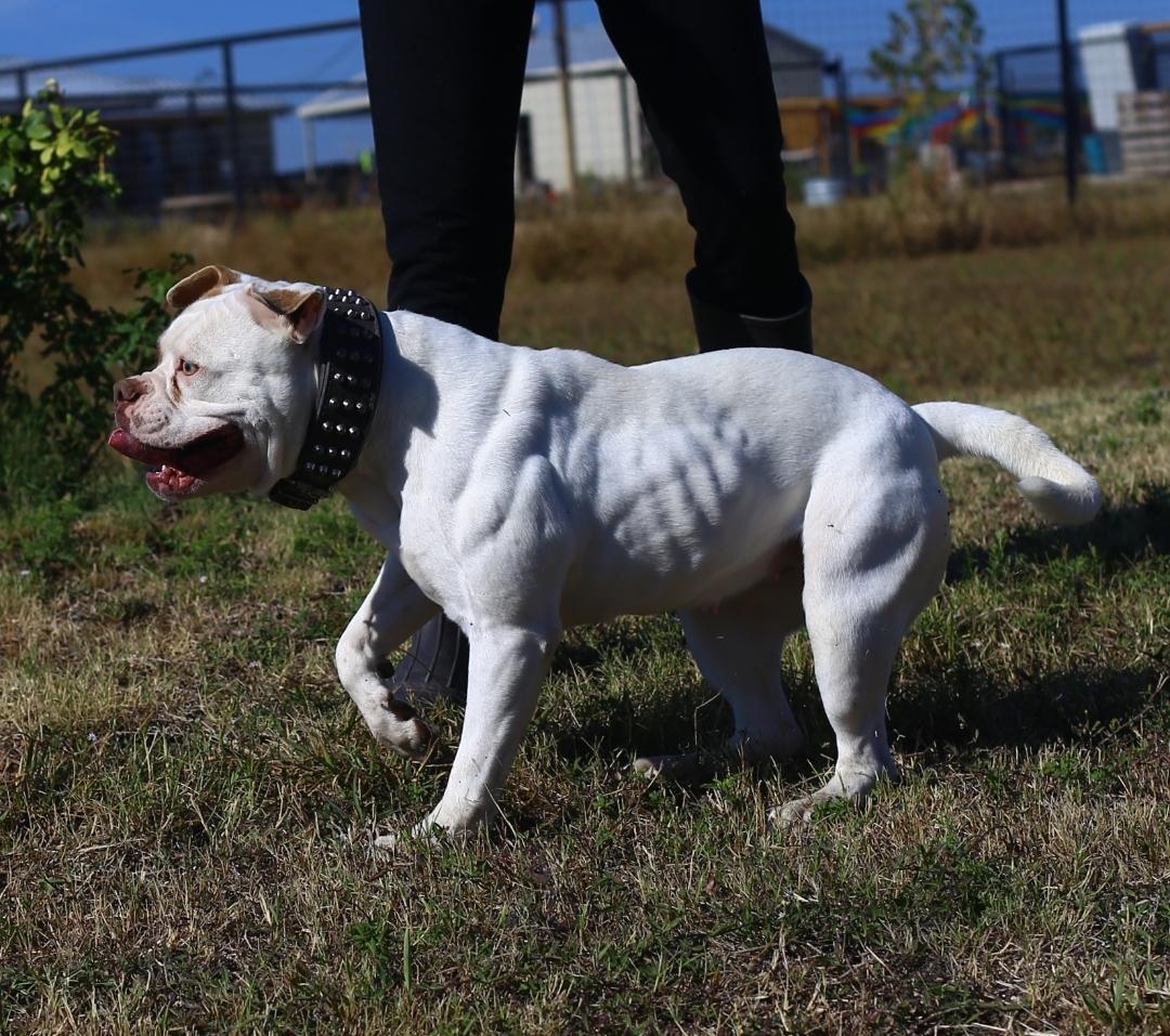 Taylor Made's Targa of Cannon Bulldogs