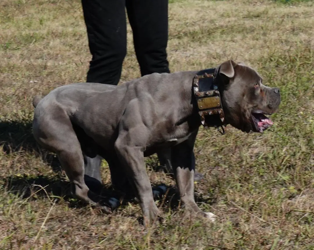 Evolution's Sonic of Cannon Bulldogs