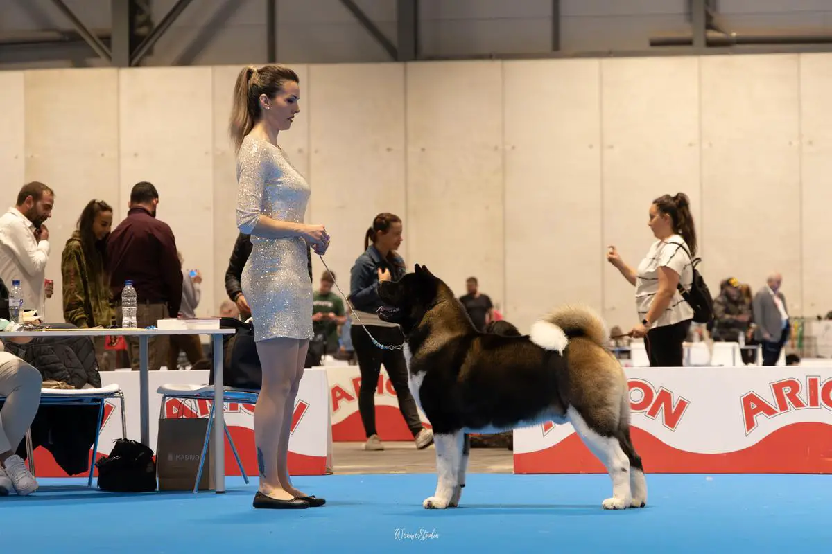 Invictus De Tierras Altas De Castilla