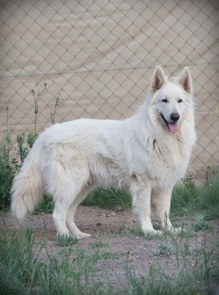 INUYASHA Coco Blancos Du-Mon