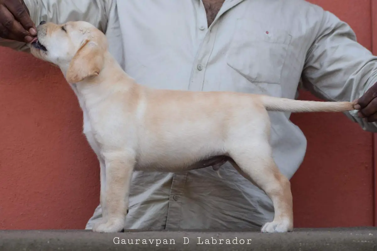 Gauravpan D's Bright Boy