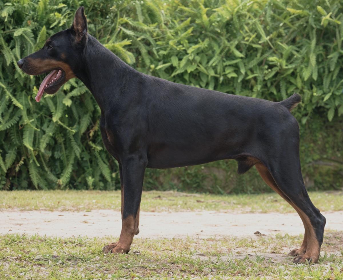 Ante Fossa Dei Leoni