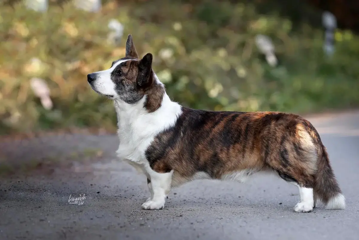 Elfborg Teodor