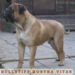 BULLSTIFF NOSTRA VITAS