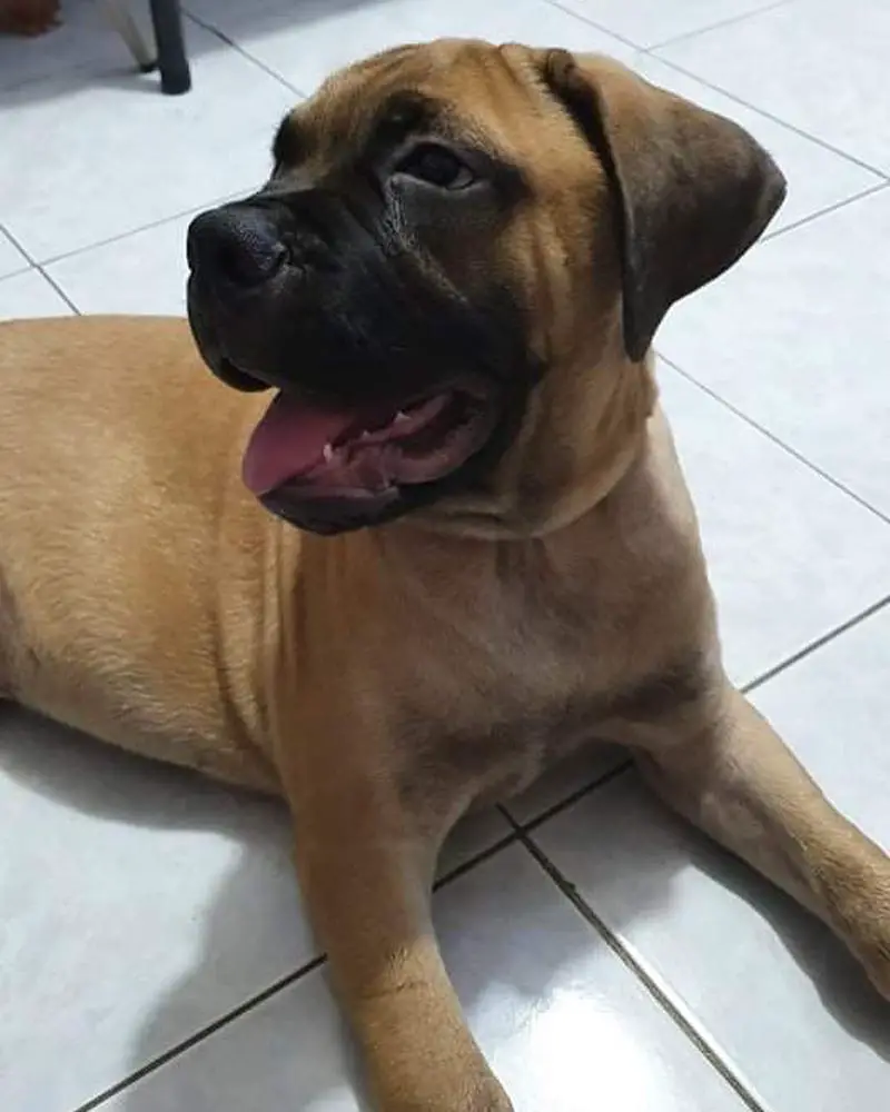 Argus