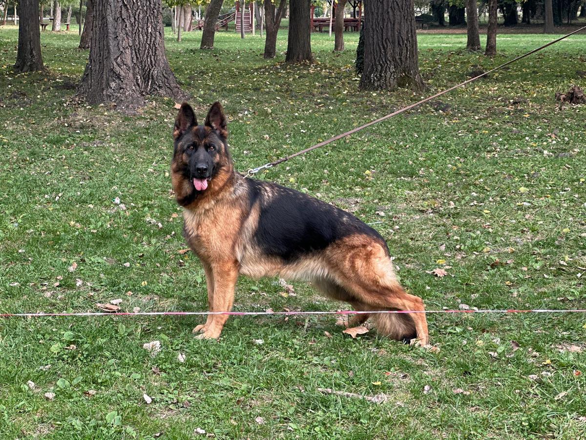 Narnia Blackjack Team