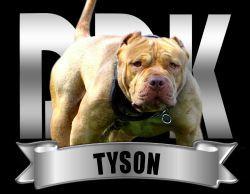 VIET SHARK’S TONKA (IRON MIKE TYSON)