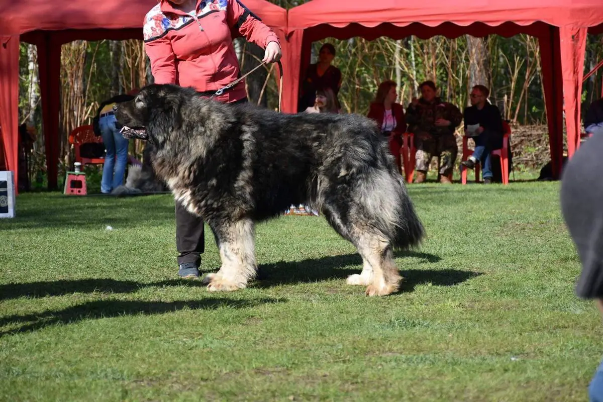 Baskoy Zver Chagraj