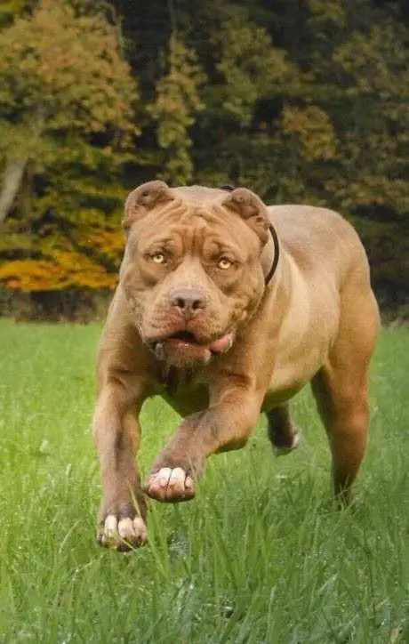 DDK9'S BOOGIE