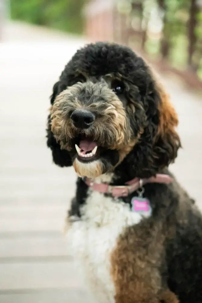 Elite Gem Puppies Brandy