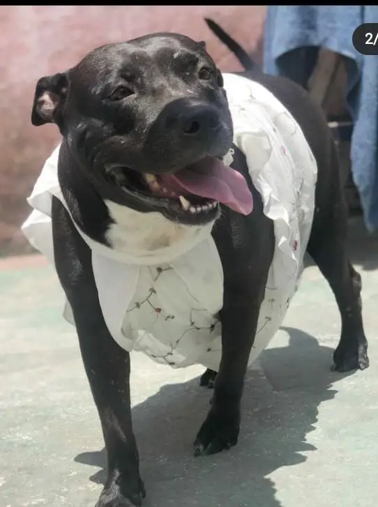 AKIRA BLACK PIT KENNEL