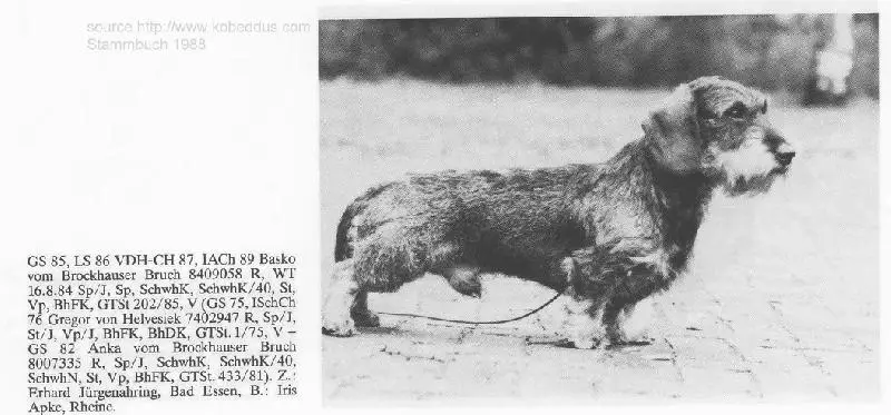 Basko von brockhauser bruch