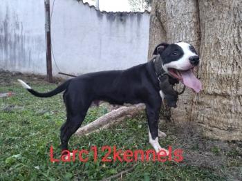 Larch12 Hiena