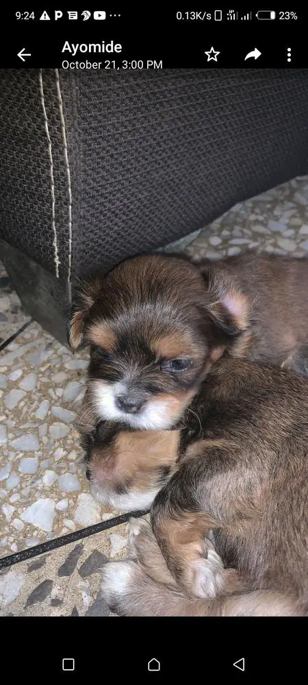 Ace of Ayo Kennels de sfk
