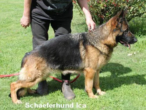 Schaeferhund Ica
