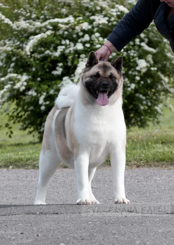 Zvezdnaya Kapel Angel Love