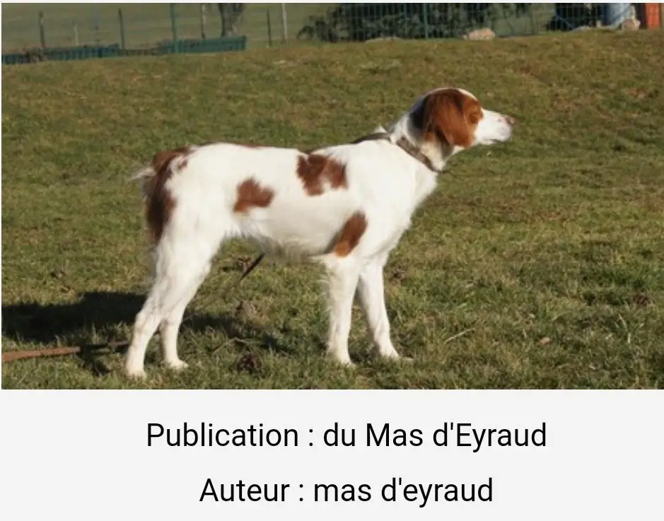 ESTA de la Pinede aux Oliviers